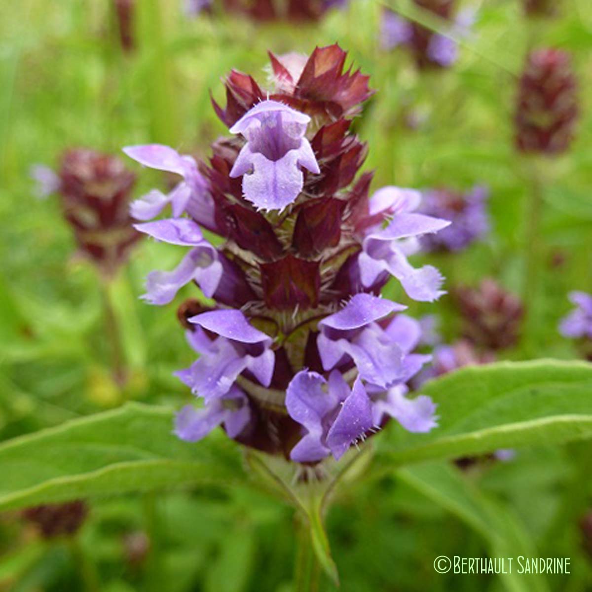 Lamiacées de la forêt boréale